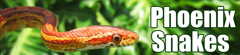 Phoenix snake